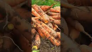 What are baby carrots?