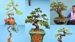 PAN CITY 668🌺 H&agrave;ng loạt Bonsai để b&agrave;n gi&aacute; cực &ecirc;m, tay c&agrave;nh nu&ocirc;i hơn 3 năm, bao ship to&agrave;n quốc  