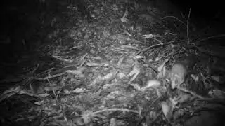 Trail cam footage of a Gilbert's Dunnart (Sminthopsis gilberti)