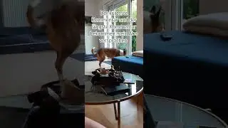 #music #song #abonnieren #nature #Hund #tiervideos Wie alt seit ihr in 7 Jahren?