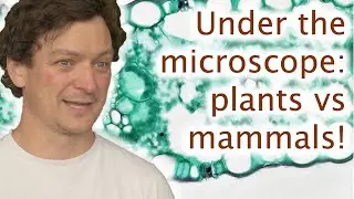 From Brain Cells to Plant Cells: An Unexpected Journey