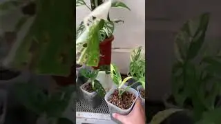 CMON GANG! Get room for one more?🫣 #plantparent #plantsmakemehappy