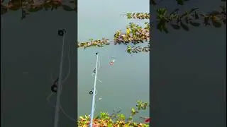 daily live Fishing shorts.