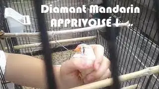 Diamant Mandarin APPRIVOIS&Eacute; !