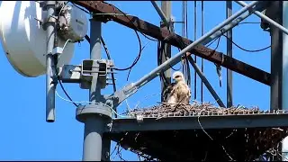 A Red-tailed Hawk Grows Up and Other Nesting Birds, Governors Island *Warning: hawk hunting