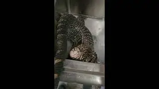 Soloman's bath routine and cage walkthrough. #funny #lizard #tegu #friends #puppy #best #bestbuddy