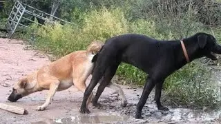 Black dog mating with katre white dog|mating season -Amazing dogs mating video 