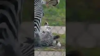 zebra give birth #animals give birth #wildanimals #wildlife #shorts