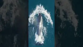 Вот как косатки охотятся на дельфинов. #косатка #дельфин #океан #природаpbs #охота