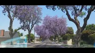 The Jacaranda & huge Ficus Trees of Whittier California #JacarandaTrees #ficustree #whittierca