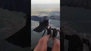Необычное знакомство со стервятником 