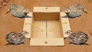 Easy Underground Quail Trap Using Cardboard Box - Simple Quick Bird Trap