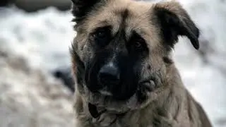 When The Lights Are Gone :  a sad song for dog loss, dedicated to canine friends no longer with us.