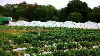 Hungry Sailors Goodalls Strawberries
