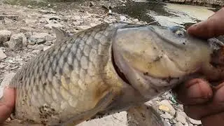 صيد الكارب في النهر