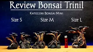 Review Bonsai Aquascape - Bonsai Akar Trinil Size S M L - By Queen Art Aquatic