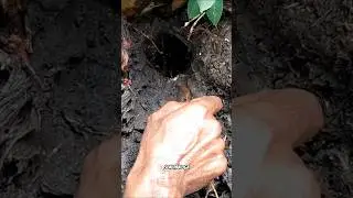 Bikin Kaget !! Umpan Langsung Disambar.. #sonipakoga #mancingbelut #mancingbelutjember