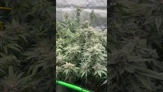 RQS 4/27#cannabiscommunity #foop #viralvideo #floweringplants #metal #indoorgrowing #canopy #trellis