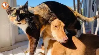 This Rescue Dog Became a Deaf Cat&rsquo;s Hearing &mdash; A Story You&rsquo;ll Never Forget