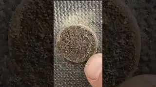 CLEANING a 1700s copper coin! #metaldetecting #oldcoins #cleaningpencils #kooistradetectors #shorts