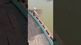 Amazing village flood water boat cast koch fishing| Boat fishing video(part_113)#shorts #viral #fish
