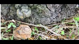 Phellinus pomaceus on a stumpf of almond tree  Greece  by Theo Fotiadis