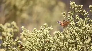 Baccharis articulata, Vanessa baziliensis and bees