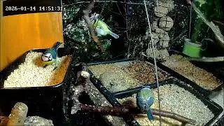 Nachmittags ist an der Nuss-Tanke viel los (14.01.2026)
