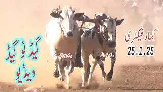 Khad Factory Bull Race || Gate To Gate Video || 25.1.25