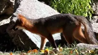 GRAY FOX EATING