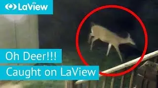 Oh Deer! | Caught on LaView