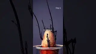 Sweet potato growth Time lapse 🤗 #timelapse #farming