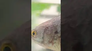pristolepis marginata (climbing gourami)