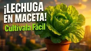 Lechuga en maceta 🌱 Variedades y cuidados para cosechar todo el a&ntilde;o
