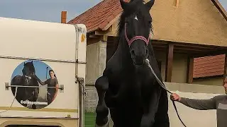 Stud Horse Mating Season | Powerful Horse Breeding Moments 🐎 Horsemating #HorseMating #HorseBreeding