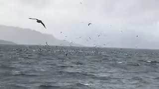 Albatross, Petrels and Skuas -- Magellan Straight