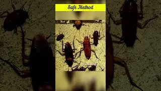✅ Cockroach Bait Station Review &ndash; Safe & Effective Pest Control! 🚫🦗 No More Harmful Sprays!