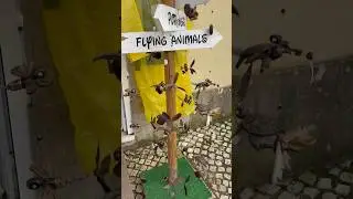 Flying animals #flyinganimals #sintra #portugal