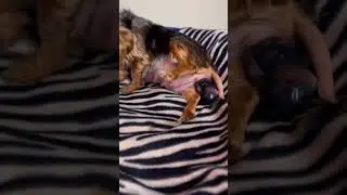 YORKIE GIVES BIRTH TO CUTE TINY PUPPY #charlotte #dogbirth #yorkie #dog #trending #trendingshorts