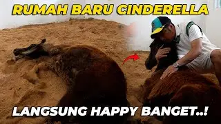 MELEWATI KAKI GUNUNG..! JEMPUT BABY KUDA GW CINDERELLA KE RUMAH BARU..!!