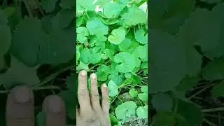 ayurvedic herbs brahmi #shorts
