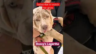 Bossy Kennels Lagertha MERLE #americanbully #xlbully