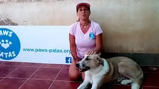 Introducing Pip at Paws-Patas animal rescue shelter Spain