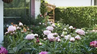 Sarah Bernhardt herbaceous peony - Spring 2022