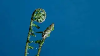 Plants time-lapse
