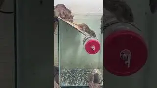 Best mouse trap 2022