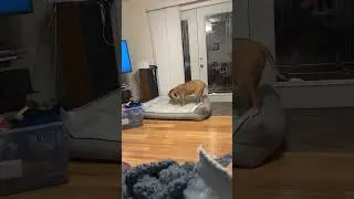 What&rsquo;s my dog doing (yes her name is pancake) #helpmemakethismakesense