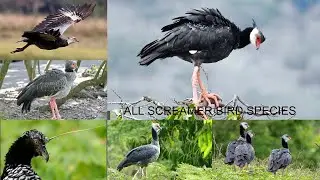 All Screamer bird Species / Types of screamer birds / Screamers