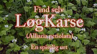 L&aelig;r at finde L&oslash;gKarse - en spiselig Urt.