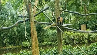 Monkey Video in Zoo || Capuchin Monkey || Brown Capuchin Monkey Video || Chote Bandar ki Video